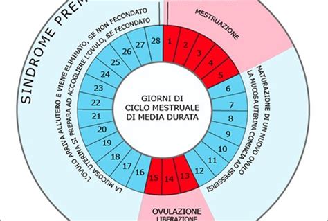 quanto dura il ciclo ai cani: A Detailed Exploration of Dog Life Cycle and Its Various Stages